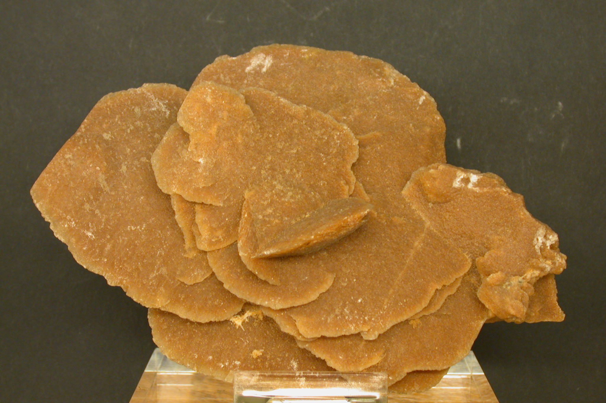 6846__57_a_1RosaDesiertowwwrecursoscnicemec es- bancoimagenes.jpg